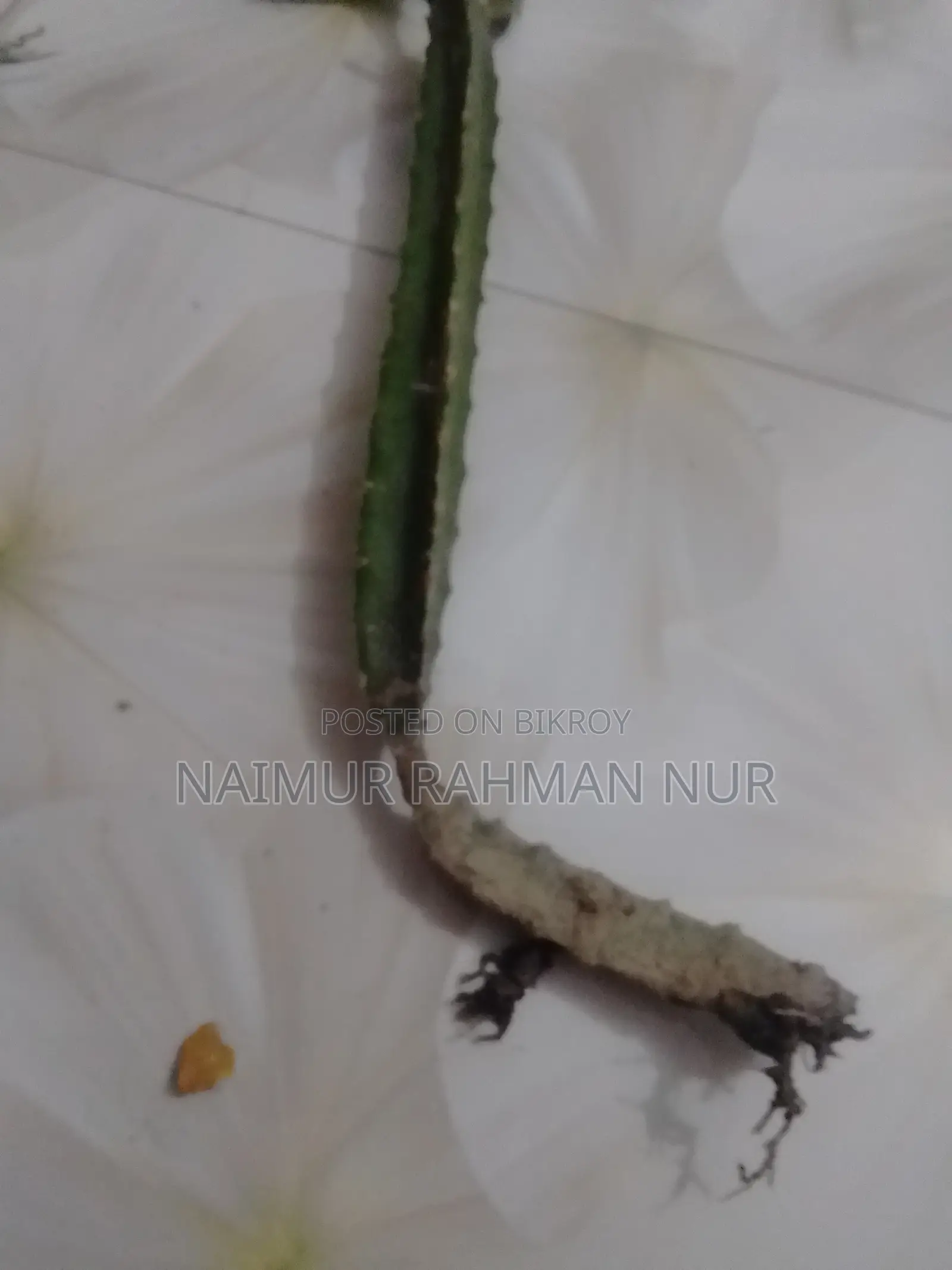 1 piece Dragon plant sapling