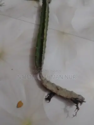 1 piece Dragon plant sapling