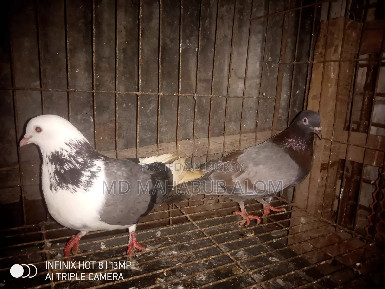Golla Pigeon