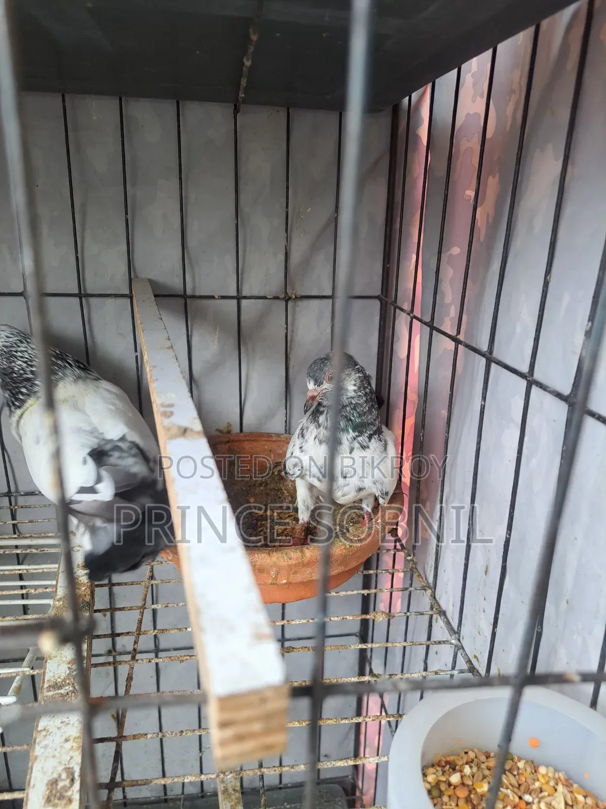 Sabujgolla Pigeon for sale