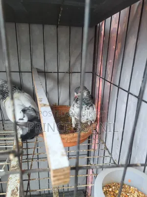 Sabujgolla Pigeon for sale