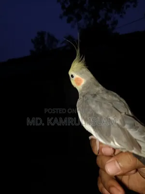 Tame Cockatiel Bird