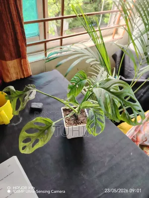 Indoor Plant