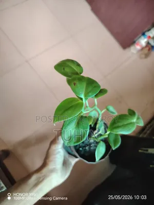 Indoor Plant