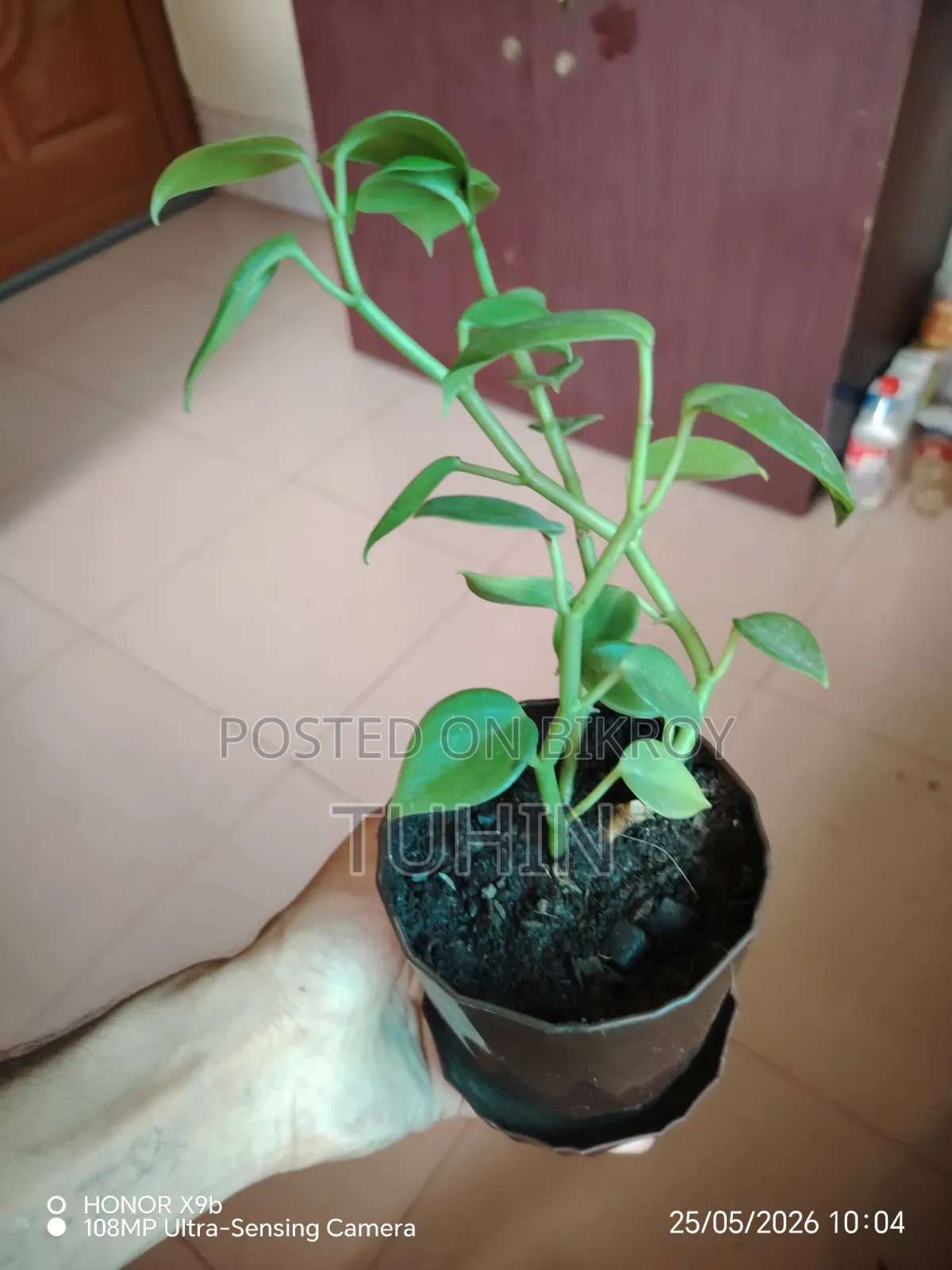 Indoor Plant