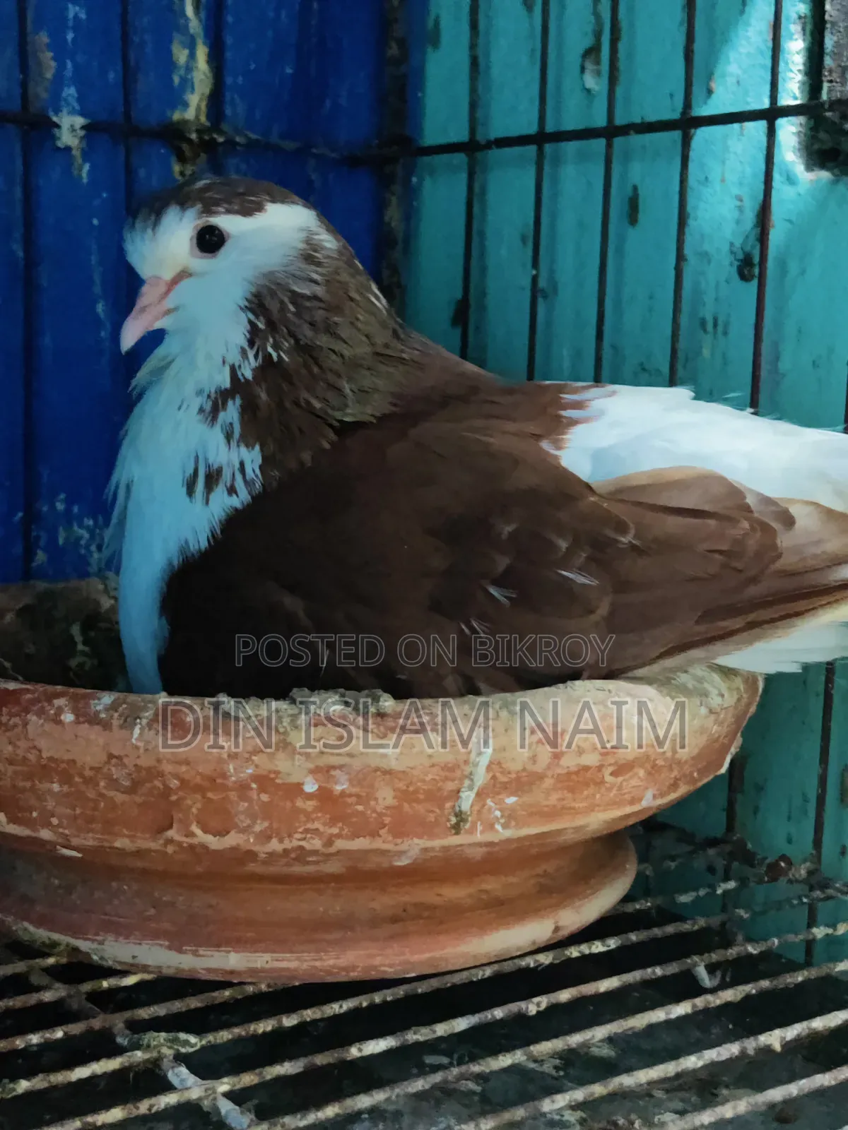 (Fancy) Siraji Pigeon