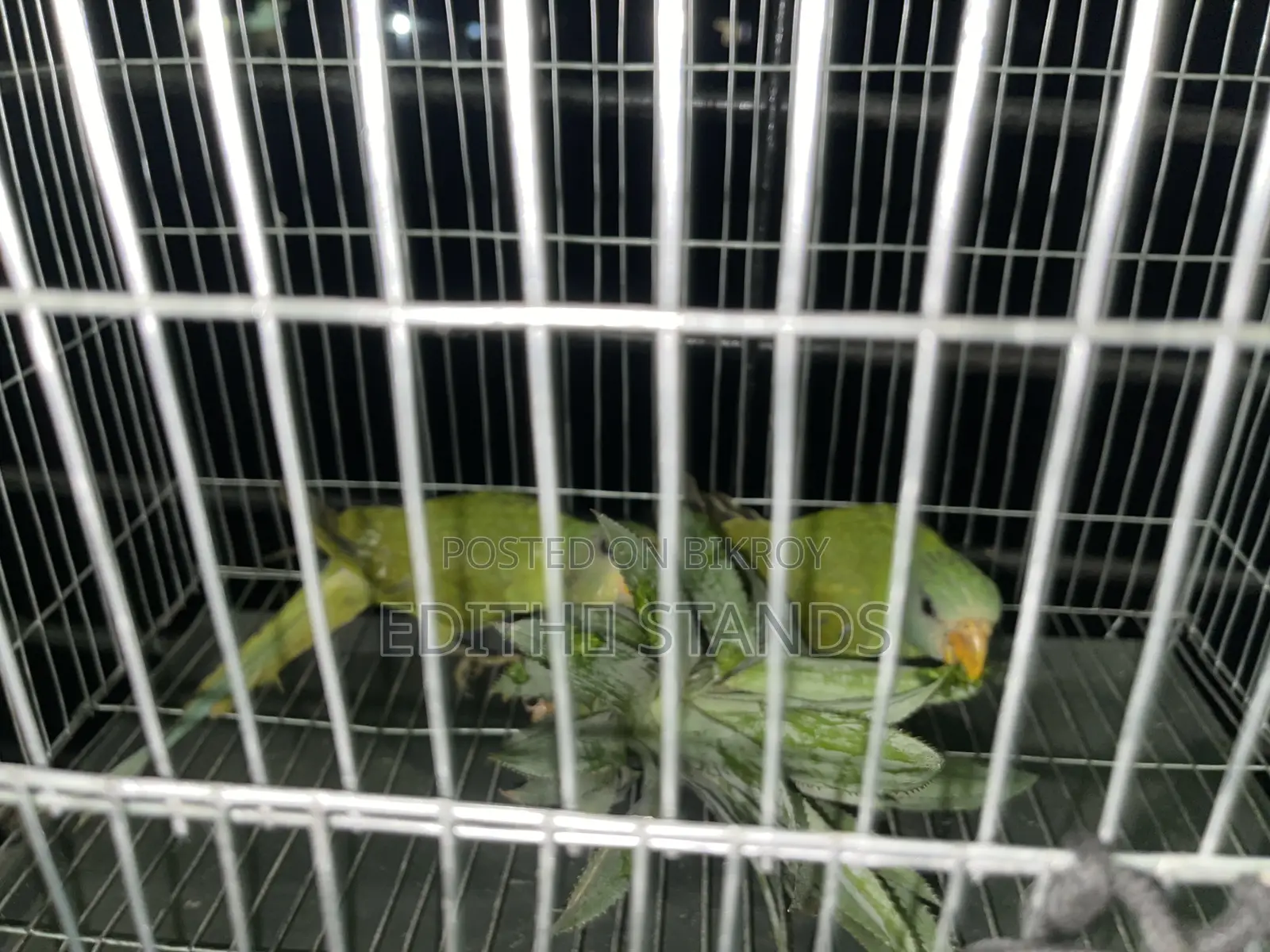 টিয়া পাখি বিক্রয়