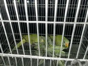 টিয়া পাখি বিক্রয়