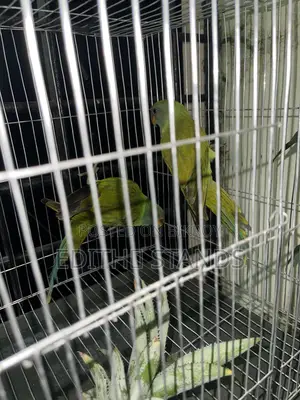 টিয়া পাখি বিক্রয়
