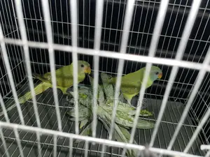 টিয়া পাখি বিক্রয়
