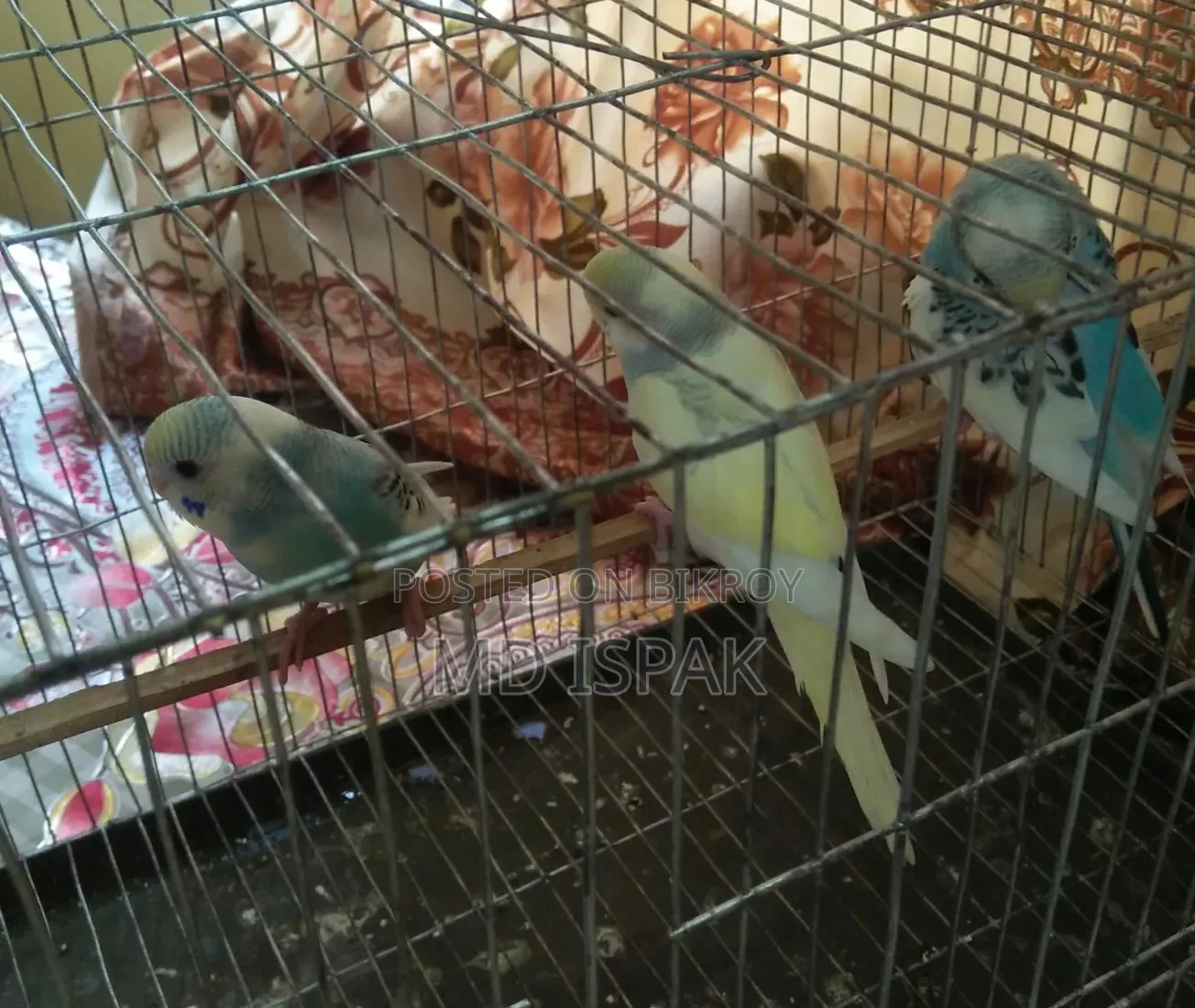 বাজিগর পাখি