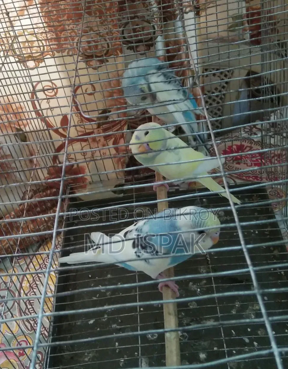 বাজিগর পাখি