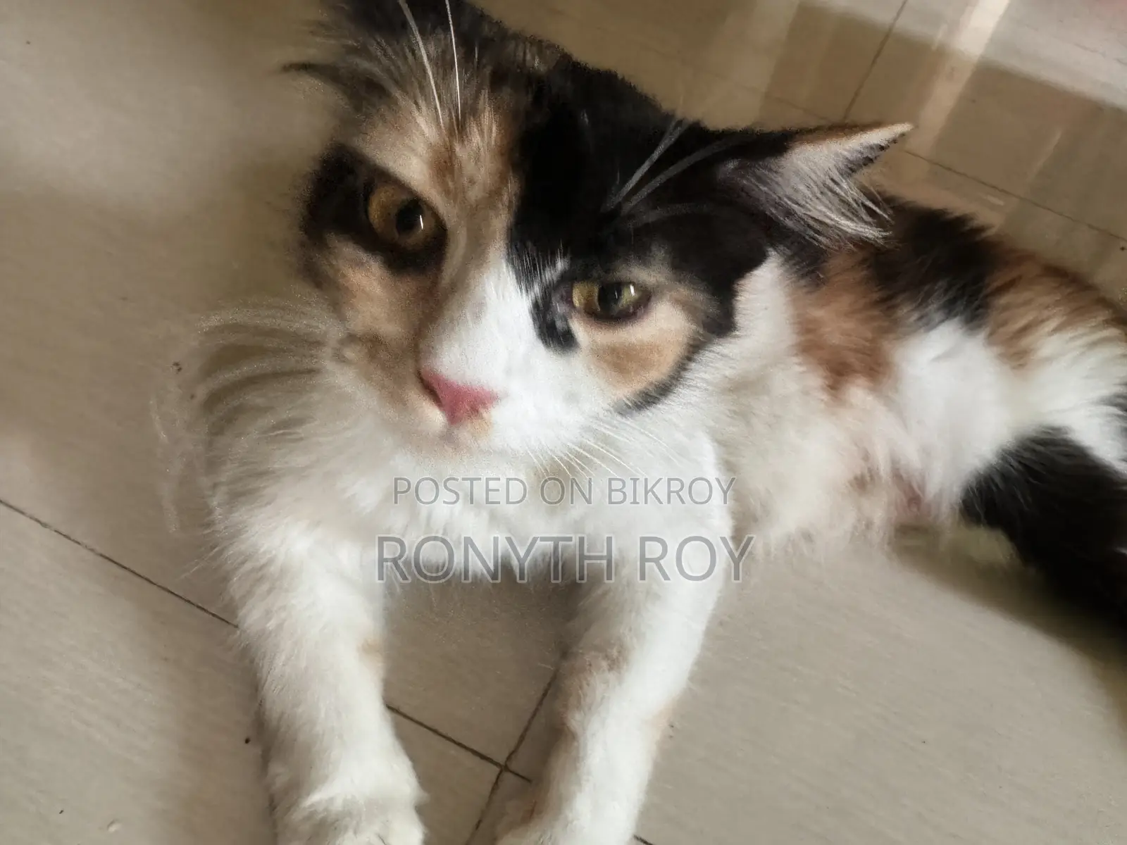 6-12 Months Female Mixed Breed Persian