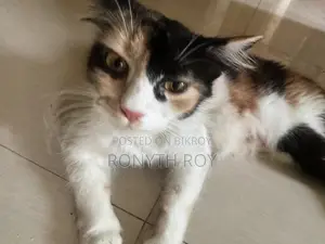 6-12 Months Female Mixed Breed Persian