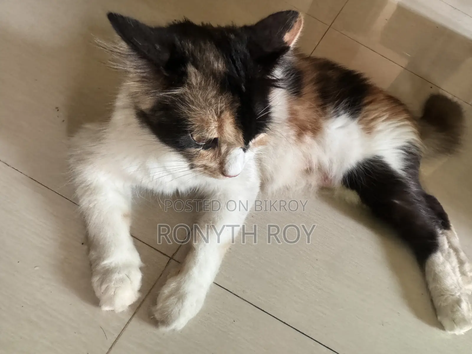 6-12 Months Female Mixed Breed Persian
