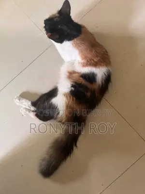 6-12 Months Female Mixed Breed Persian