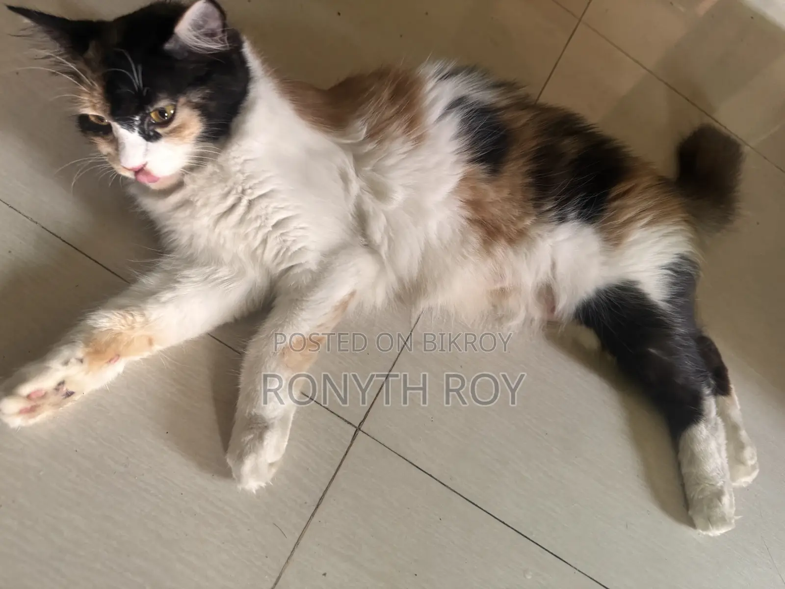 6-12 Months Female Mixed Breed Persian