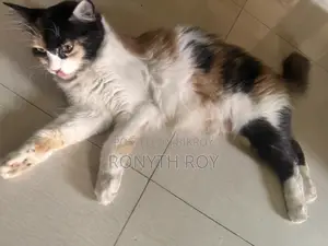 6-12 Months Female Mixed Breed Persian