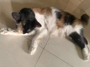 6-12 Months Female Mixed Breed Persian