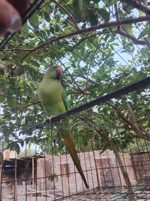 Adult Tiya bird for sale