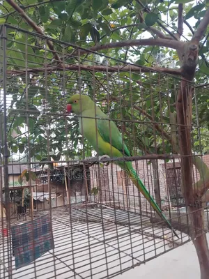 Adult Tiya bird for sale