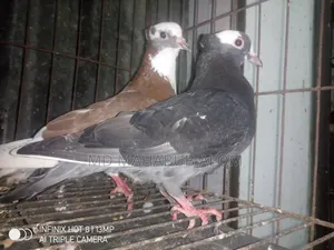 Raj Golla Pigeon