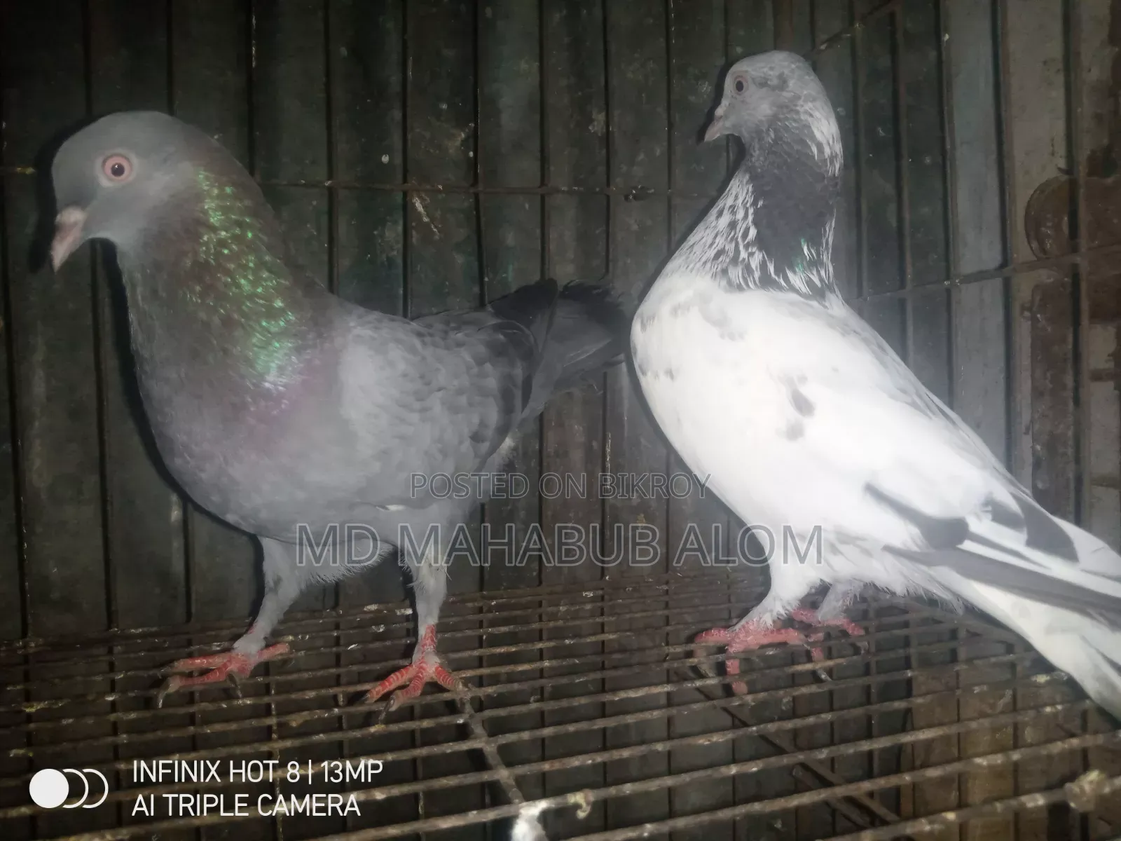 Greebaz Pigeon