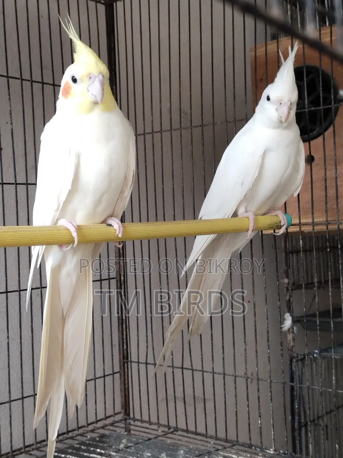 Cockatiel Master Pair