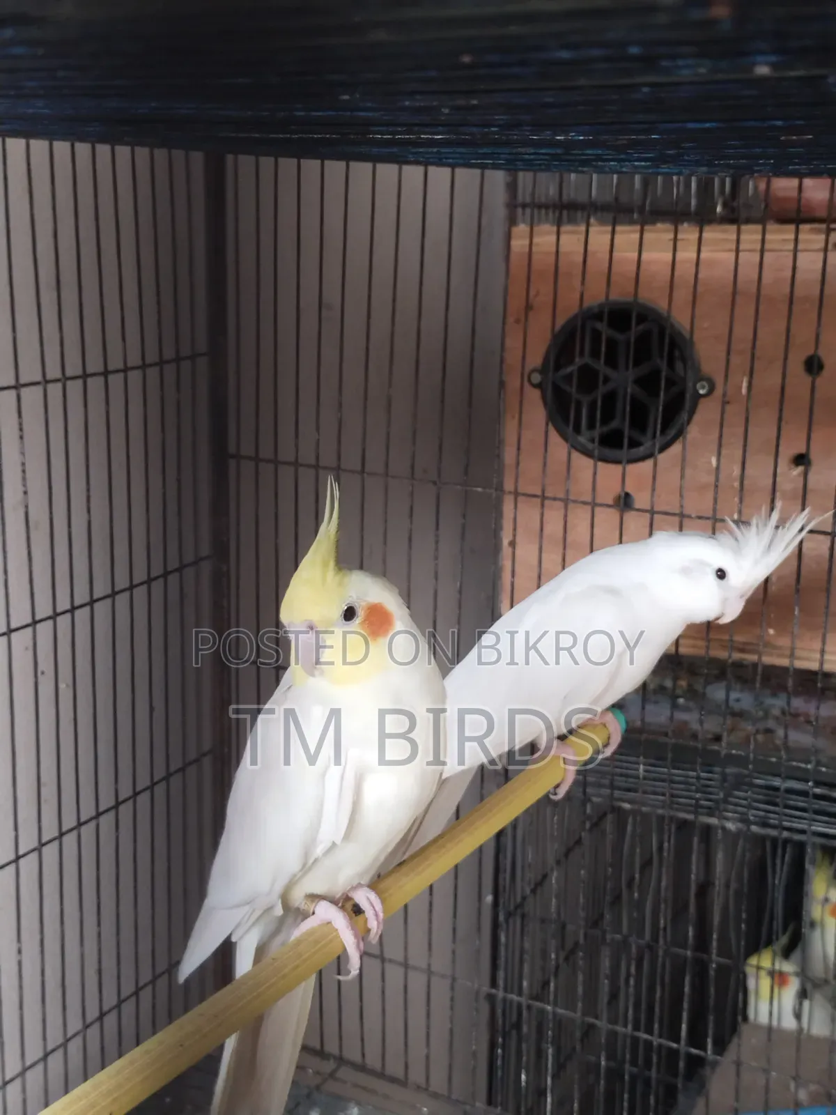 Cockatiel Master Pair