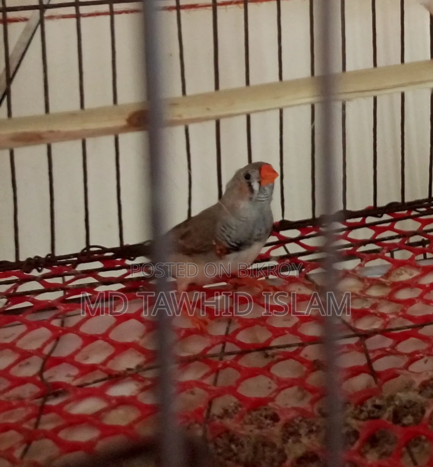 Healthy and strong adult male finch bird
