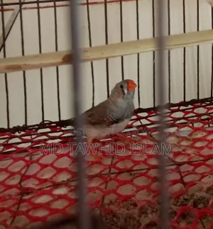 Healthy and strong adult male finch bird
