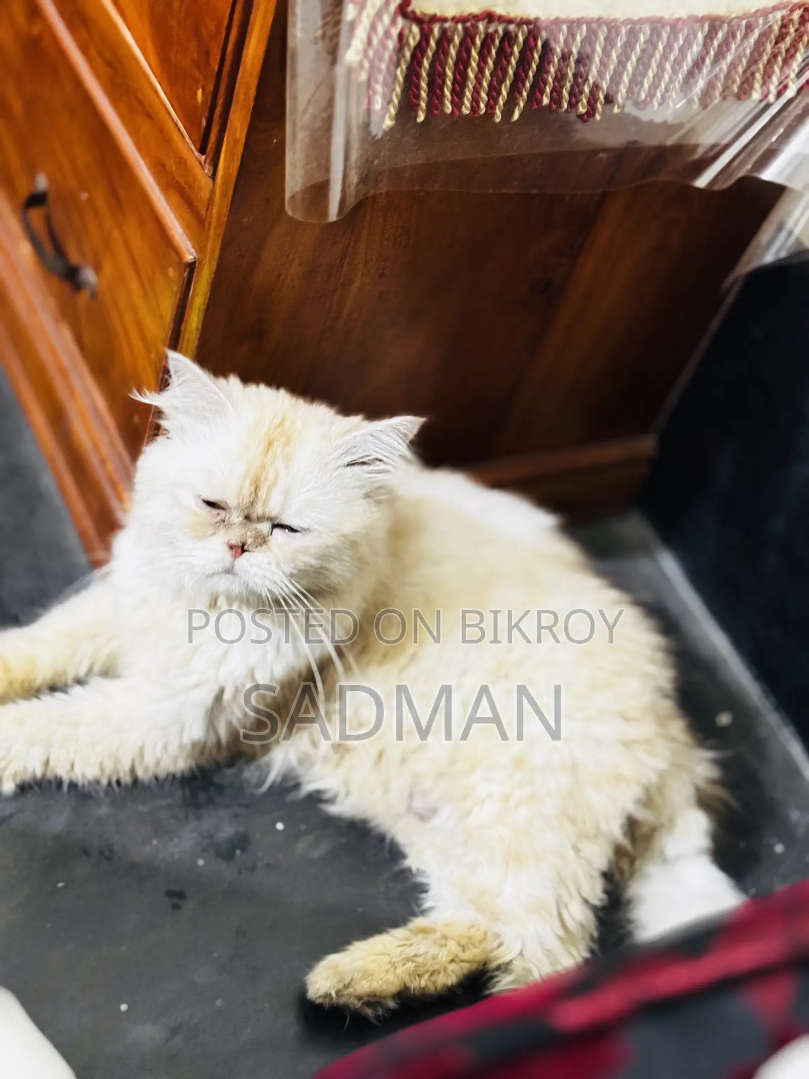 1+ Year Male Purebred Persian Cat