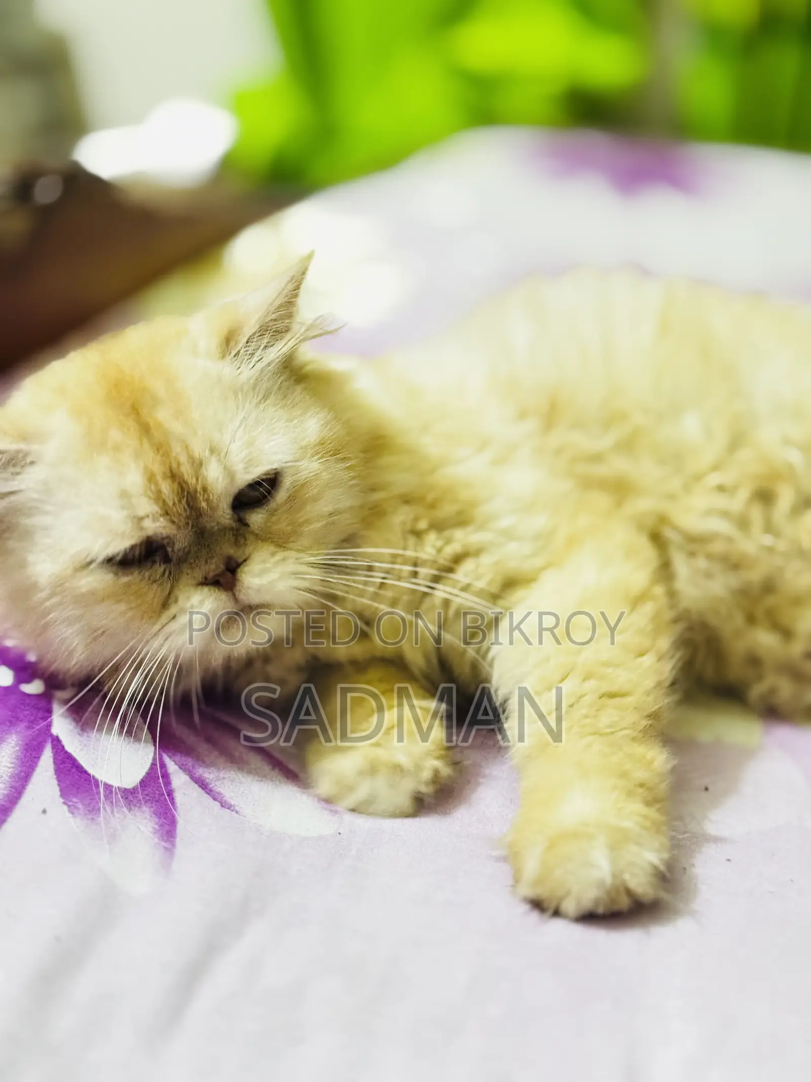 1+ Year Male Purebred Persian Cat