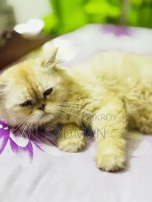 1+ Year Male Purebred Persian Cat