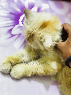 1+ Year Male Purebred Persian Cat
