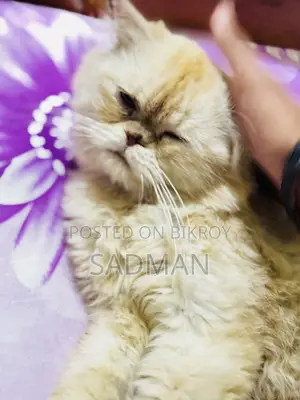 1+ Year Male Purebred Persian Cat
