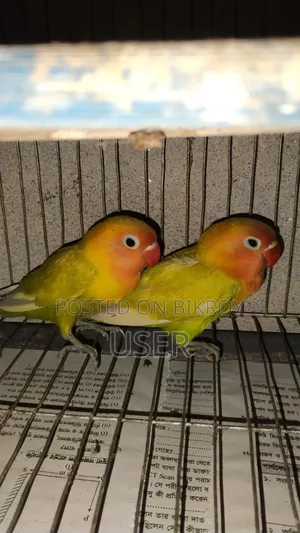 দুই পিস লাভ বার্ড পাখি বয়স চার মাস+