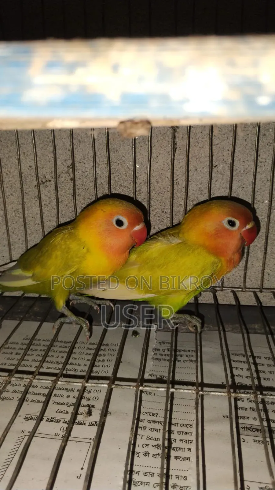 দুই পিস লাভ বার্ড পাখি বয়স চার মাস+