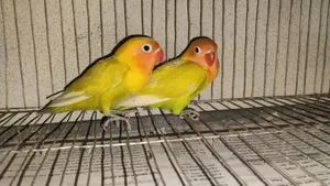 দুই পিস লাভ বার্ড পাখি বয়স চার মাস+