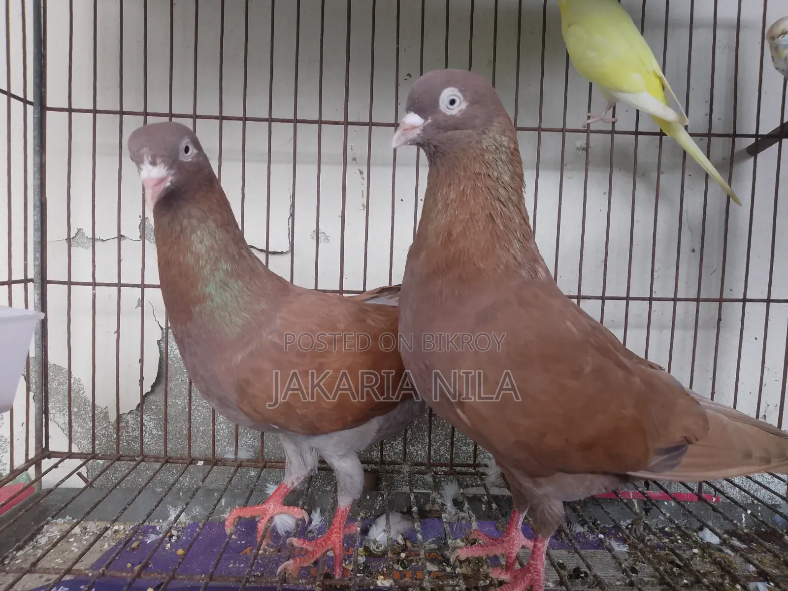 Red Cila Pigeon