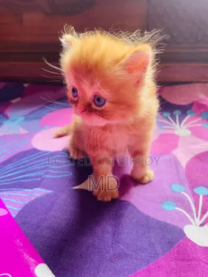 1-3 Months Male Purebred Persian