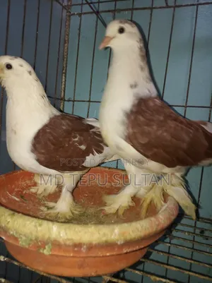 Pigeons for sale