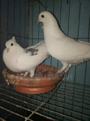 Pigeons for sale