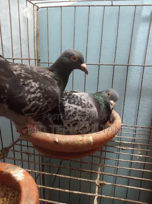 Pigeons for sale