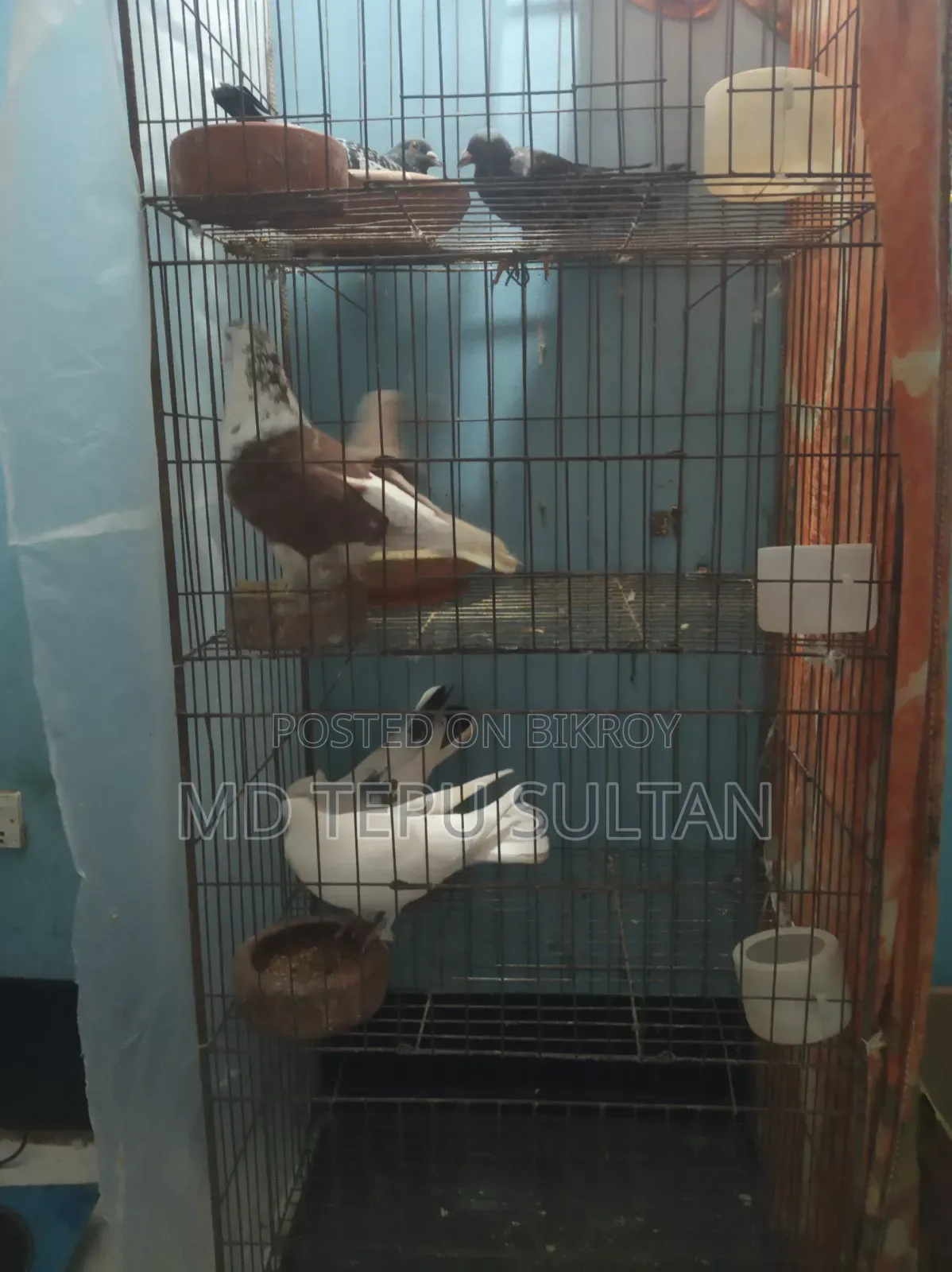Pigeons for sale