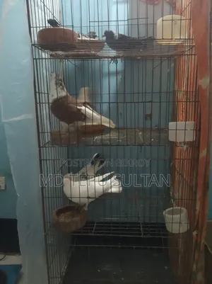 Pigeons for sale