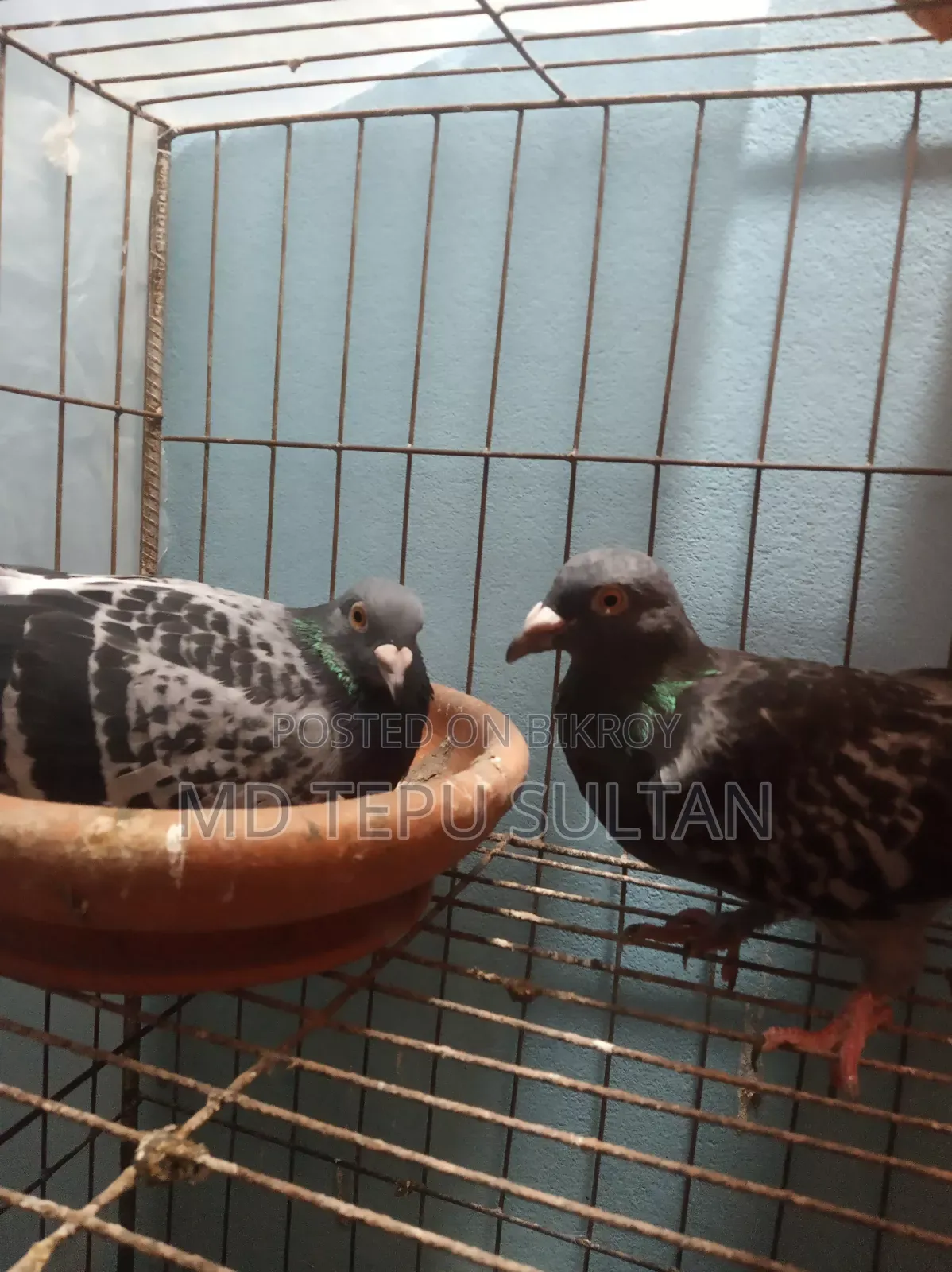 Pigeons for sale