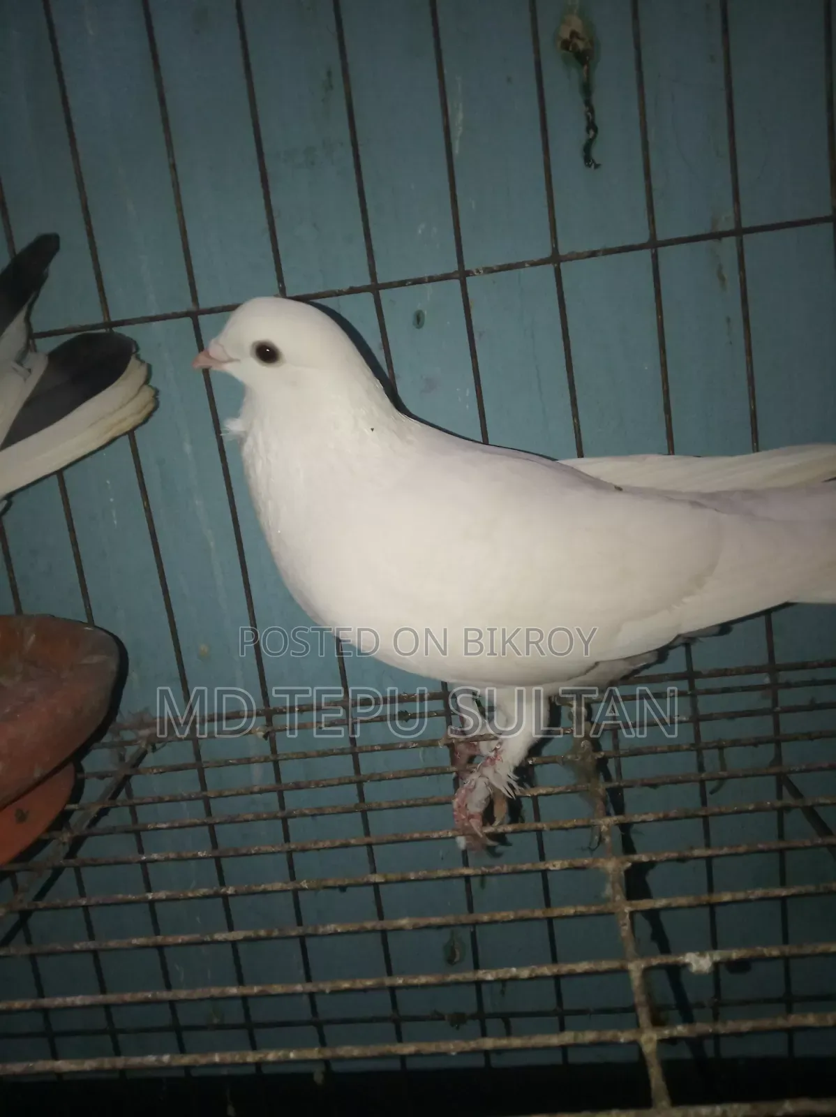 Pigeons for sale