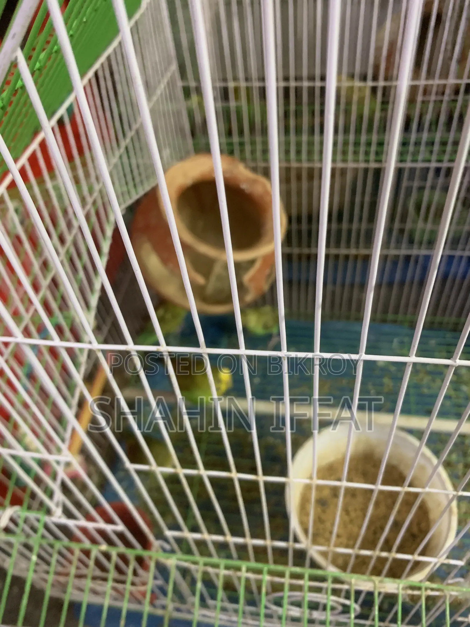 I want to sell my budgies