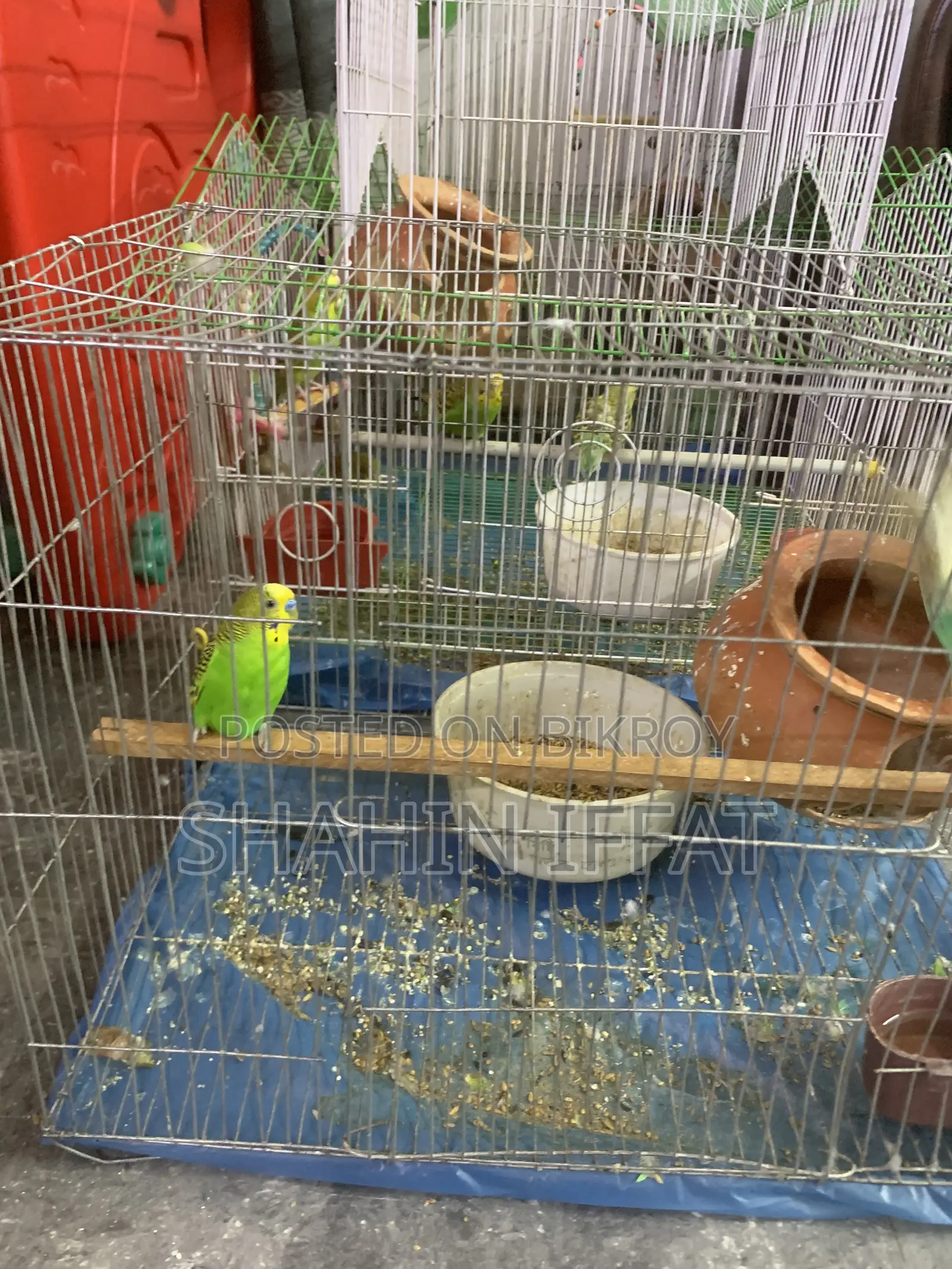 I want to sell my budgies